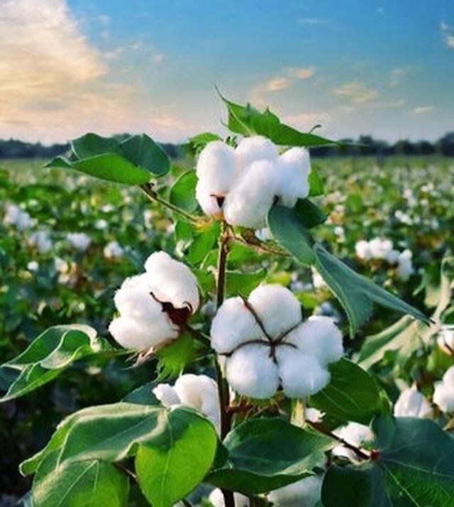 Cotton field
