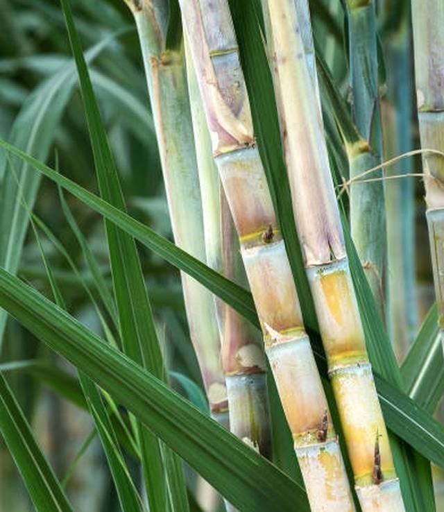 Sugarcane field
